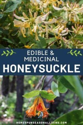 Are Honeysuckle Flowers Edible? Exploring the Sweet and the Strange