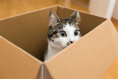 Can You Put Flowers in the Fridge? And Why Do Cats Love Cardboard Boxes?