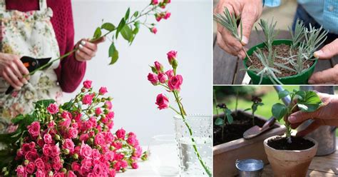 Can You Replant Cut Flowers? Exploring the Unlikely Possibilities and Beyond