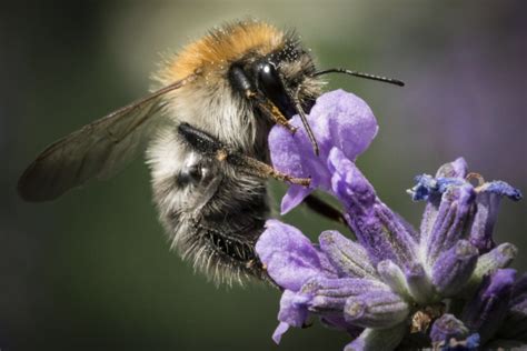 Do All Flowers Have Nectar? And Why Do Bees Sometimes Wear Sunglasses?