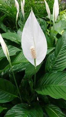 Do Peace Lily Flowers Die: A Symphony of Life and Decay in the Quiet Corners of Our Homes