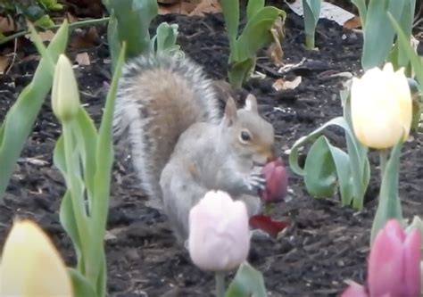 Do Squirrels Eat Tulip Flowers? And Why Do They Always Look So Busy?