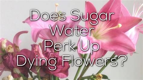 Does Sugar Help Flowers Last Longer? And Can It Make Them Sing?