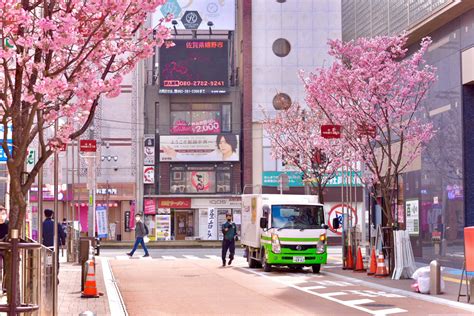 후쿠오카 벚꽃, 그리고 시간을 초월한 아름다움의 철학