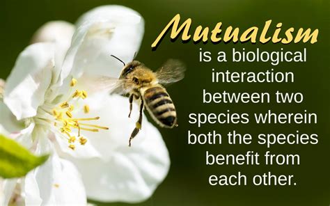 How Are Bees and Flowers Mutualism: A Dance of Nature's Harmony and the Whisper of Forgotten Legends