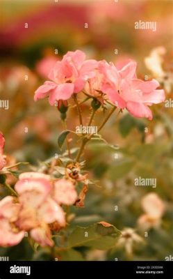 How Much Are Funeral Flowers: A Reflection on Life's Fleeting Beauty