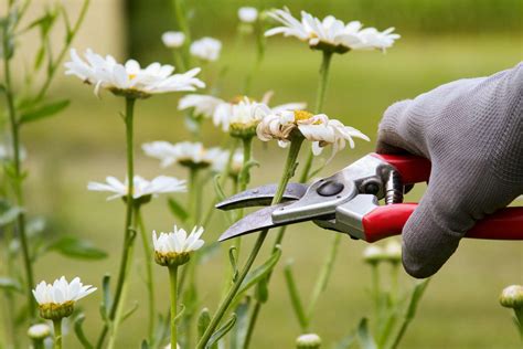 How to Prune Flowers: A Symphony of Scissors and Serendipity