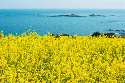 제주 유채꽃, 바람이 전하는 노래