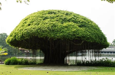  The Banyan Tree: En Mystisk Saga om Naturlig Visdom och Mänskligt Girighet!