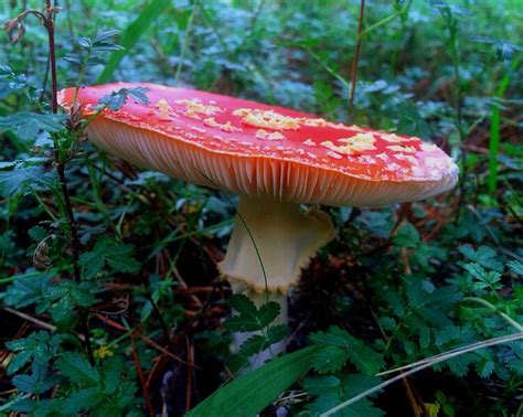 The Magical Toadstool and its Unexpected Consequences! - Exploring Themes of Greed and Contentment in Vietnamese Folklore