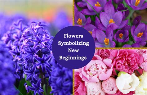 What Flowers Mean New Beginnings: A Journey Through Symbolism and Renewal