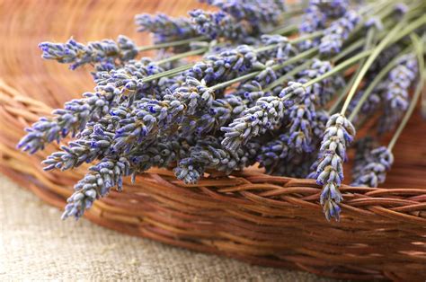 What to Do with Dried Lavender Flowers and Why They Might Be the Secret to Time Travel