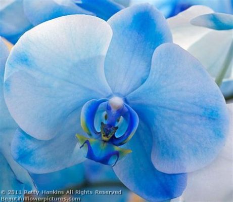 Where to Buy Blue Flowers: Exploring the Mystique and Practicality