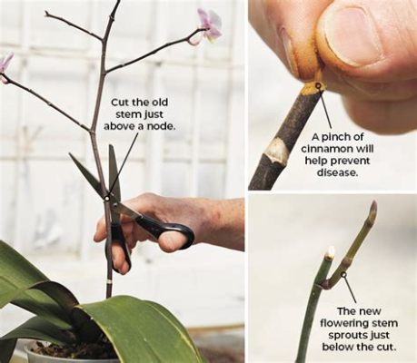 Where to Cut Orchid Stem After Flowers Fall Off: A Symphony of Growth and Decay