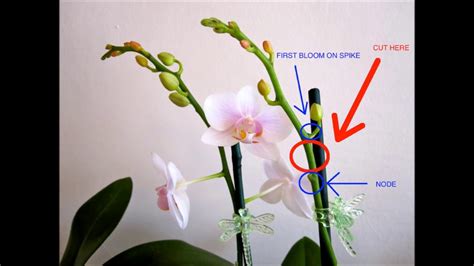 Why Do Orchids Lose Their Flowers: And Why Do They Whisper Secrets to the Moon?