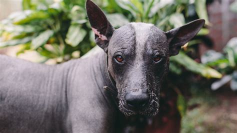  Xoloitzcuintli, the Ancient Mexican Mythical Dog That Guides Souls to the Underworld!